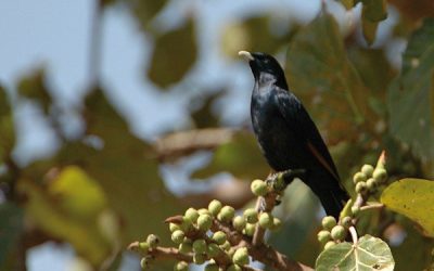 Ethiopian Endemics Birding Tour